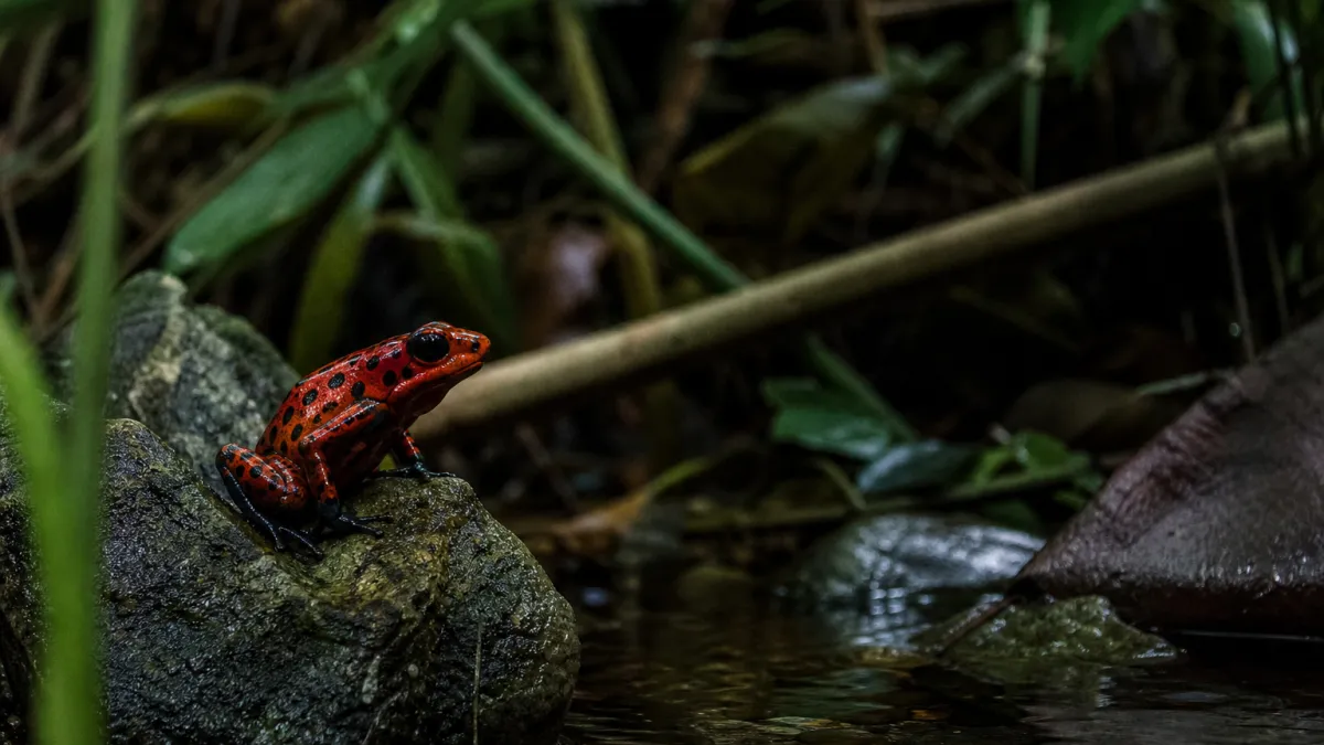 Animaux qui commencent par la lettre R : liste complète